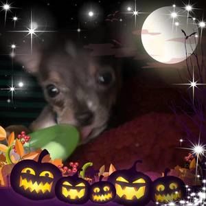 Meet your Posher, Ramona